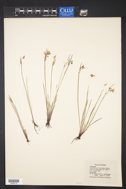 Sisyrinchium campestre image