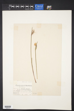 Sisyrinchium campestre image