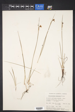 Sisyrinchium montanum image