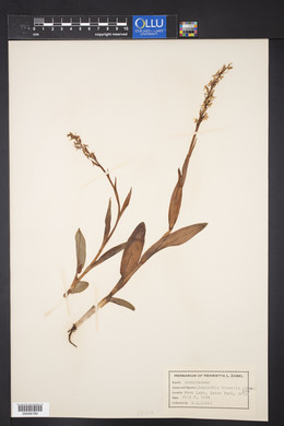 Platanthera hyperborea image