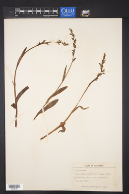 Platanthera stricta image