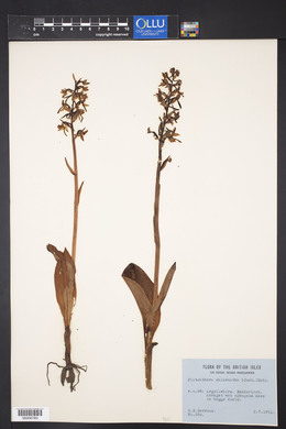 Platanthera chlorantha image