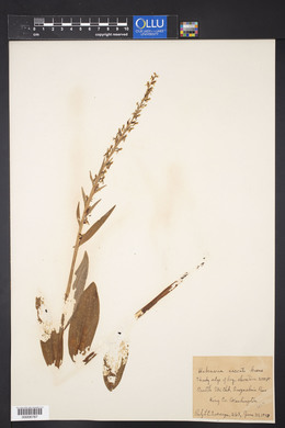 Platanthera stricta image