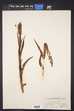 Platanthera stricta image