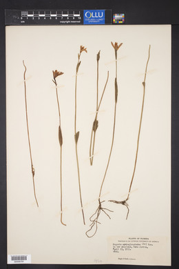 Pogonia ophioglossoides image