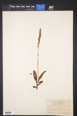 Spiranthes plantaginea image