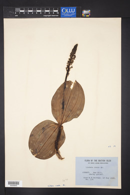 Listera ovata image