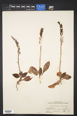 Goodyera oblongifolia image