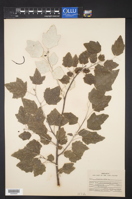 Populus alba image