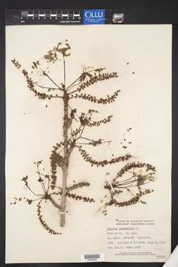 Populus balsamifera image