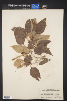 Populus balsamifera image