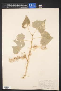 Populus fremontii image