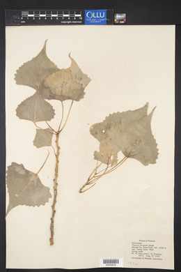 Populus deltoides subsp. monilifera image