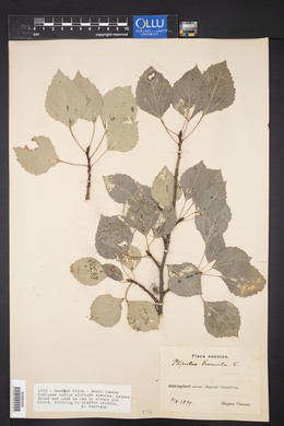 Populus tremula image