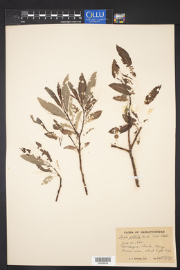 Salix pellita image