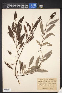 Salix pellita image