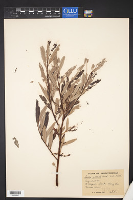 Salix pellita image