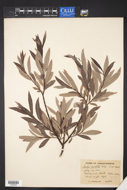 Salix pellita image