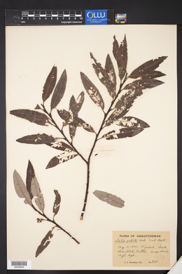 Salix pellita image