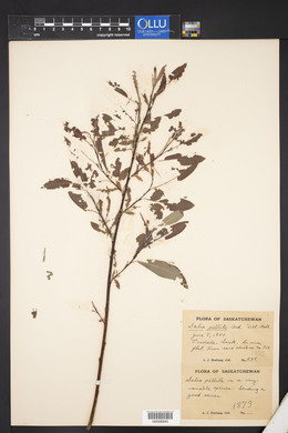 Salix pellita image