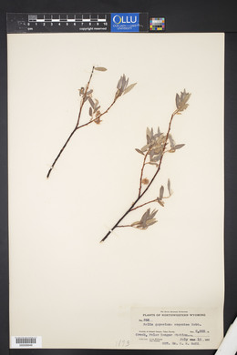 Salix geyeriana image