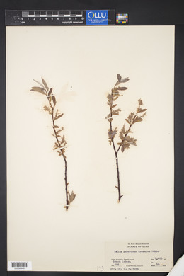 Salix geyeriana image