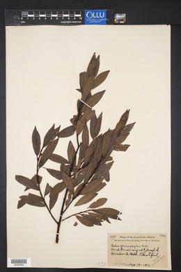 Salix glaucophylla image