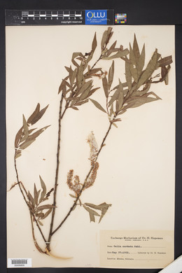 Salix cordata image