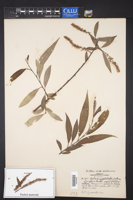 Salix amygdaloides image