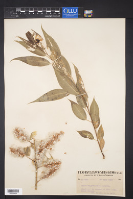 Salix amygdaloides image