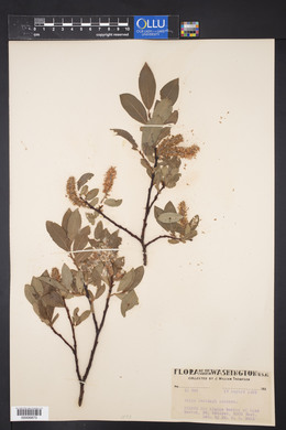 Salix barclayi image