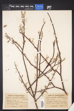 Salix candida image