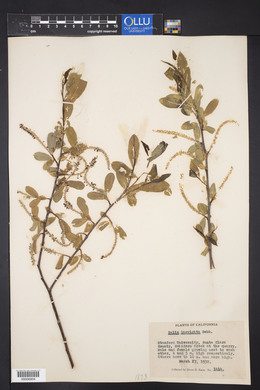 Salix laevigata image