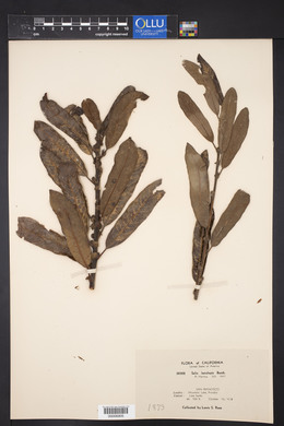 Salix lasiolepis image