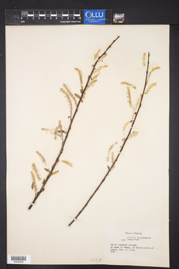 Salix longipes image