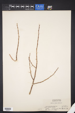 Salix lutea image