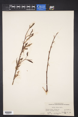 Salix lutea image