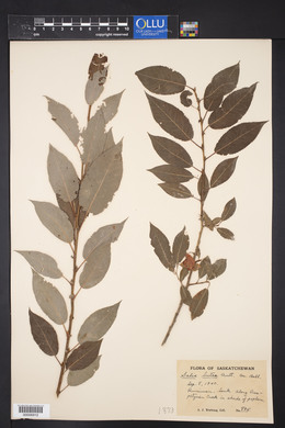 Salix lutea image