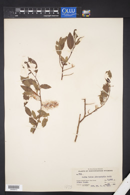 Salix lutea image