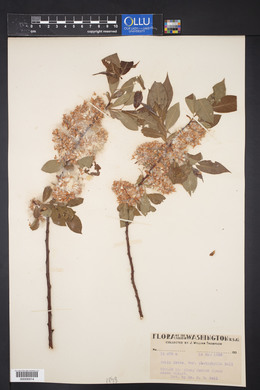 Salix lutea image