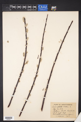 Salix pellita image