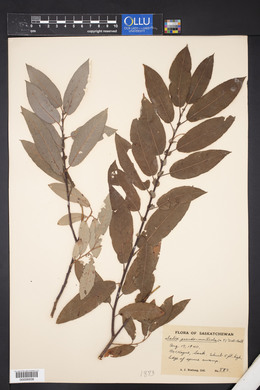 Salix pseudomonticola image