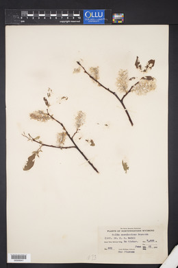 Salix scouleriana image