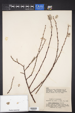 Salix scouleriana image