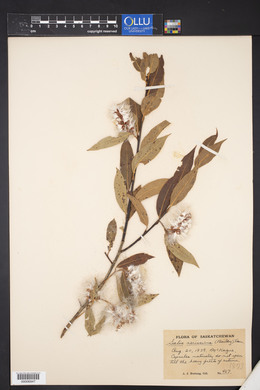 Salix serissima image