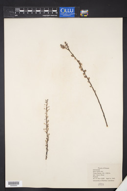 Salix tristis image