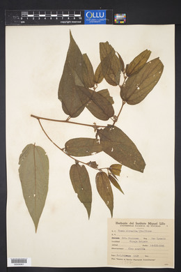 Trema micrantha image