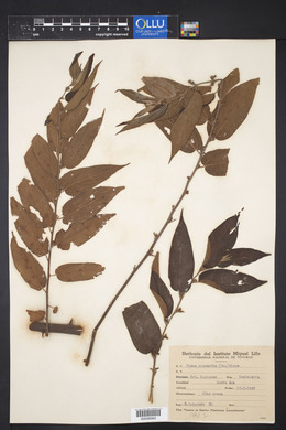 Trema micrantha image