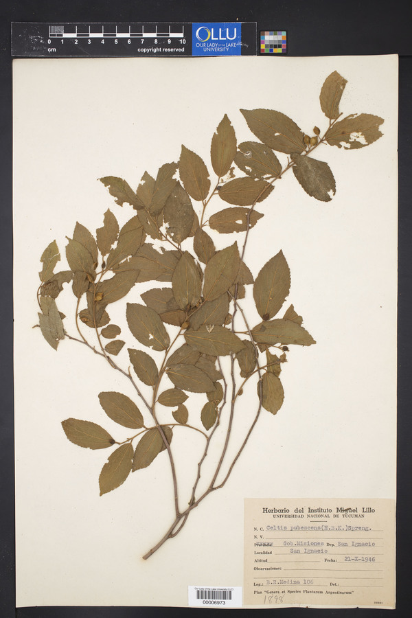 Celtis pubescens image