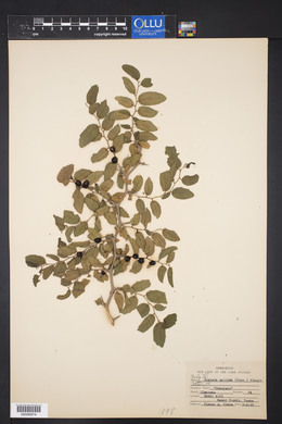 Celtis pallida image